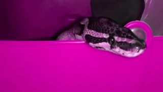 Young Gumbi - Gangster Nation - Step  Family Sex