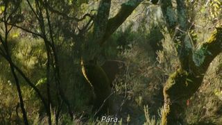 Juliane Elting, Flora Bulcao, Isabelle Puntel - O Ornitologo (2016) Naked vid videos