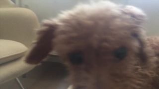 Betsey Brown nude - Shegetsey Betsey (2015)