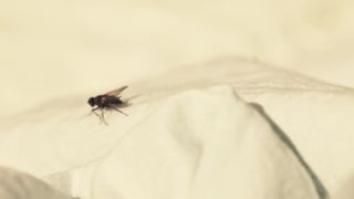 Anna Oussankina Explicit Bareness, Lovemaking Scenes in 'Sommerloch'