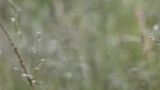 Renata Dancewicz  - Infernal Education