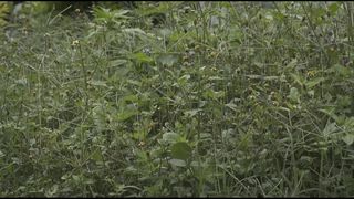 Ulli de Oliveira nude - O Fim De Um Breve Acaso (2019) Naked movie episode