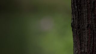 Valerie Scott-Keys, Chloe Levine nude - The Ranger (2018)