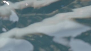 Sally Paton - Lower Slew Garden Views (2016) Fabulous movie scene