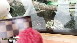 Horny Latina with Ample, Tastey Bootie Entices Her Stepbrother When They Visit the Zoo