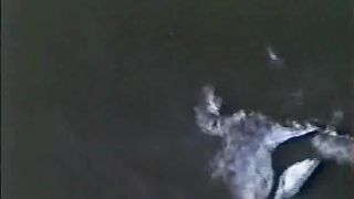 Action of Revenge - Jo Ann Harris (infrequent rape movie episode)