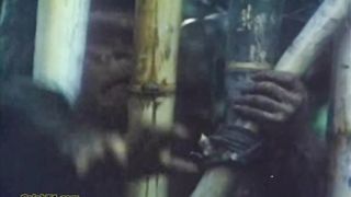 Tanya Island - Vanity (of Prince stardom)  2 Rape Episodes