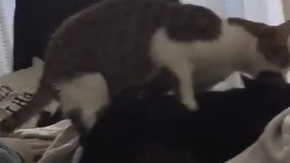 Taboo sex - Gay Cat Fucks his Step Cousin on Master’s Bed porn