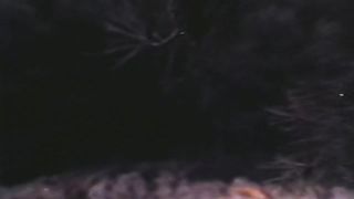 Freunde der Nacht (Schnucki s4)