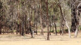 My naked neighbor in nature shows her pussy and tits. Does she look like a girl from your neighborhood