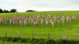 Daphne Dumons bare, Lucie Muratet nude, etc. Normandie nue (2018) Public bareness video scenes