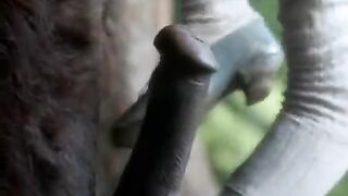 Warewolf Raped Sexy Girl. Mainstream Sex and Blowjob Monster Scenes