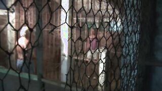 Young Girl Behind Bars. Blowjob to an old man