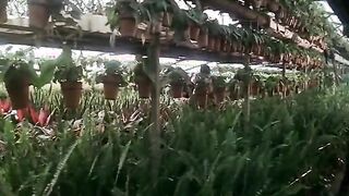 Classic Rape Movie Scene. Forced Sex In the Garden