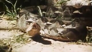 Naked Girl in the Jungle. Monkey and Python Attack