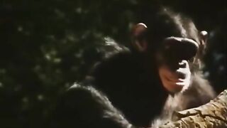 Naked Girl in the Jungle. Monkey and Python Attack