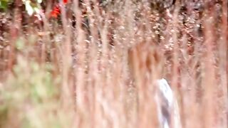 Three pervy men fucked a beauty in the forest. Forced retro sex scene